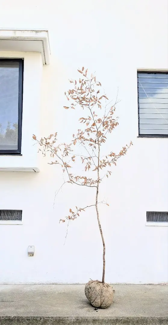 2026年最新】山採り ヤマコウバシの人気アイテム - メルカリ