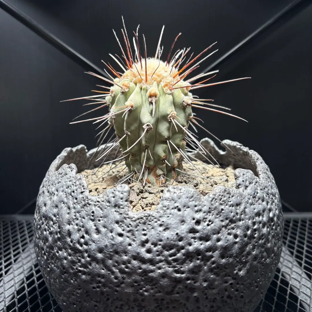 2026年最新】宮下将太の人気アイテム - メルカリ