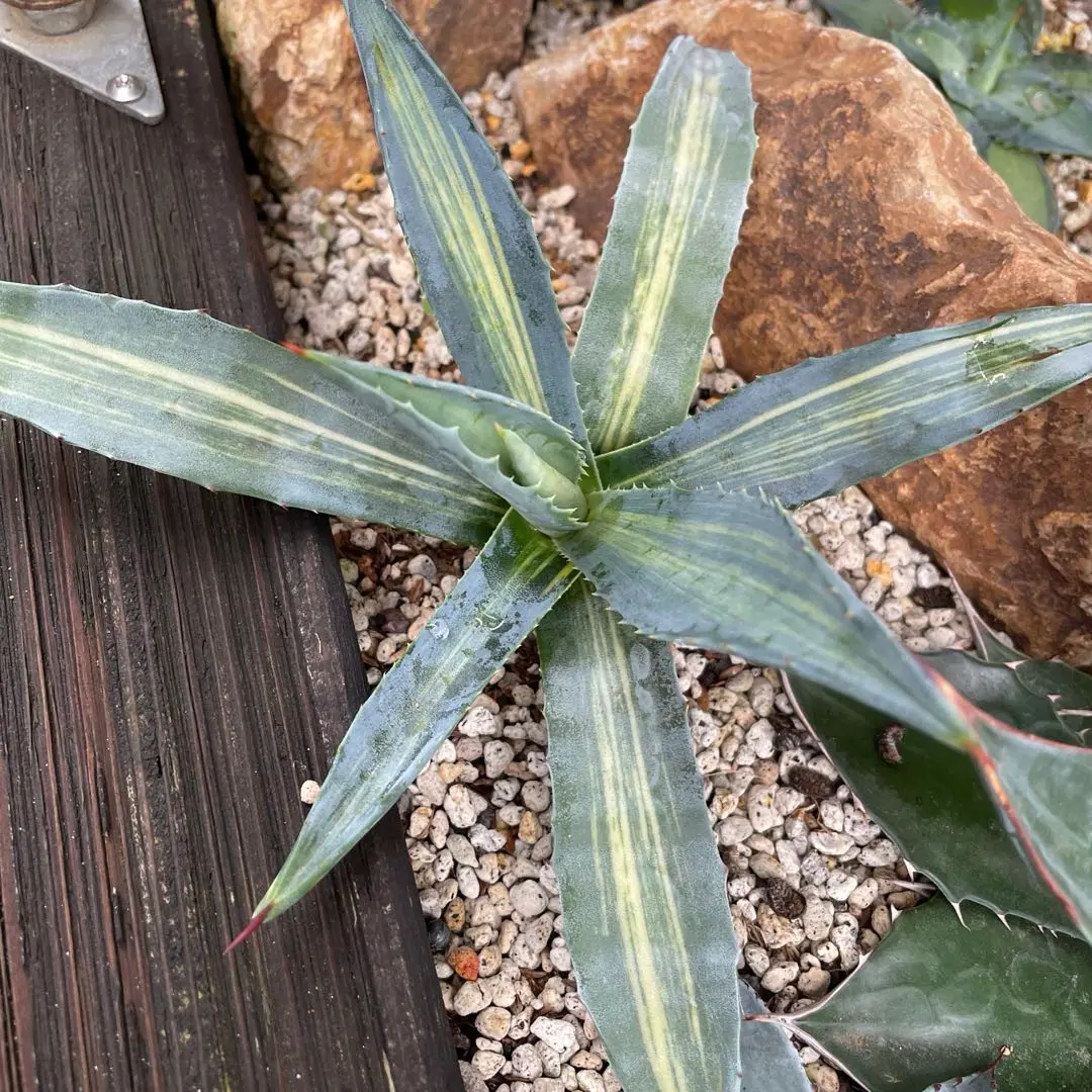 2026年最新】アガベ アメリカーナ縞斑の人気アイテム - メルカリ