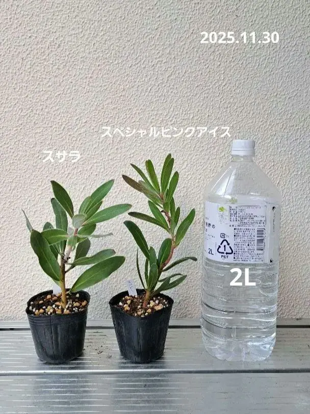 2026年最新】プロテア スサラの人気アイテム - メルカリ