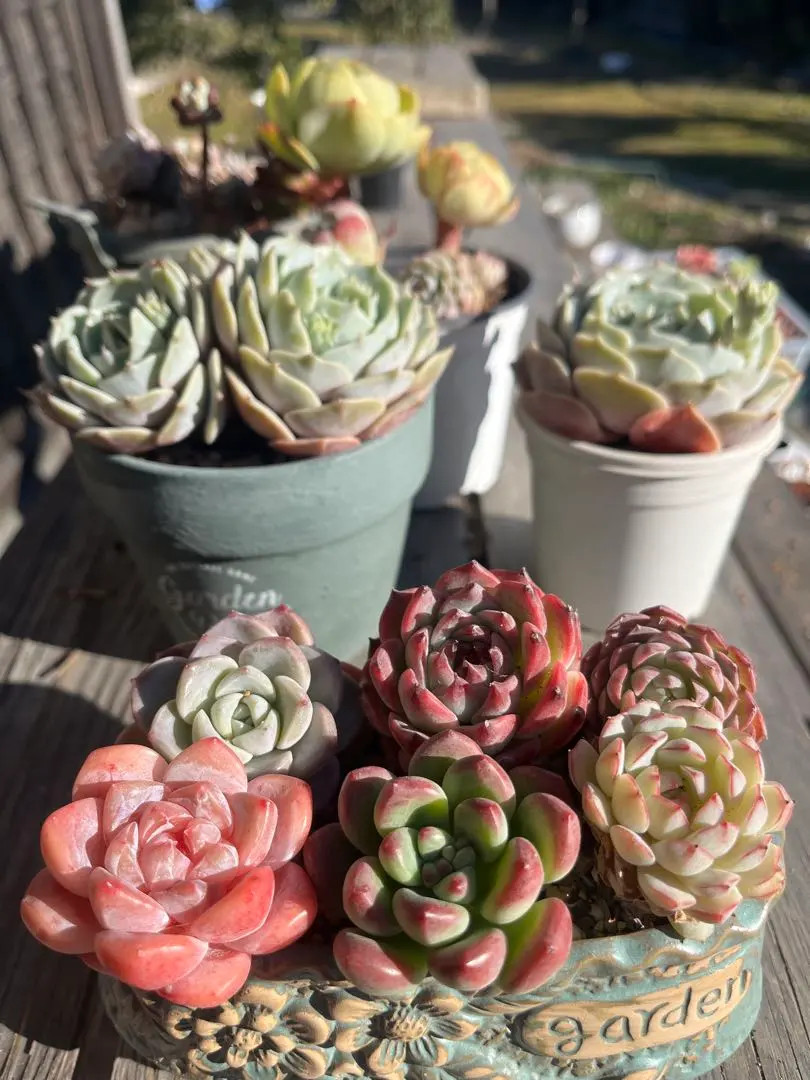 2026年最新】オーストラリアキャプテンヘイの人気アイテム - メルカリ