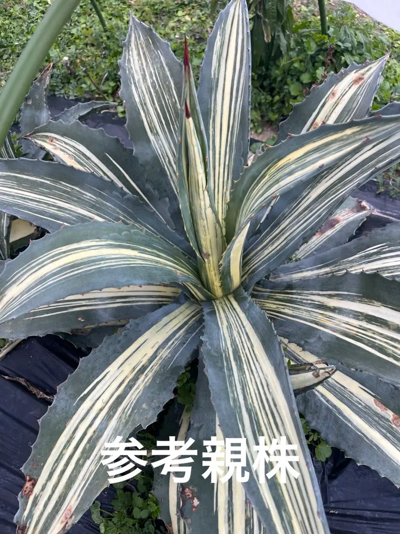 2026年最新】アガベ アメリカーナ縞斑の人気アイテム - メルカリ