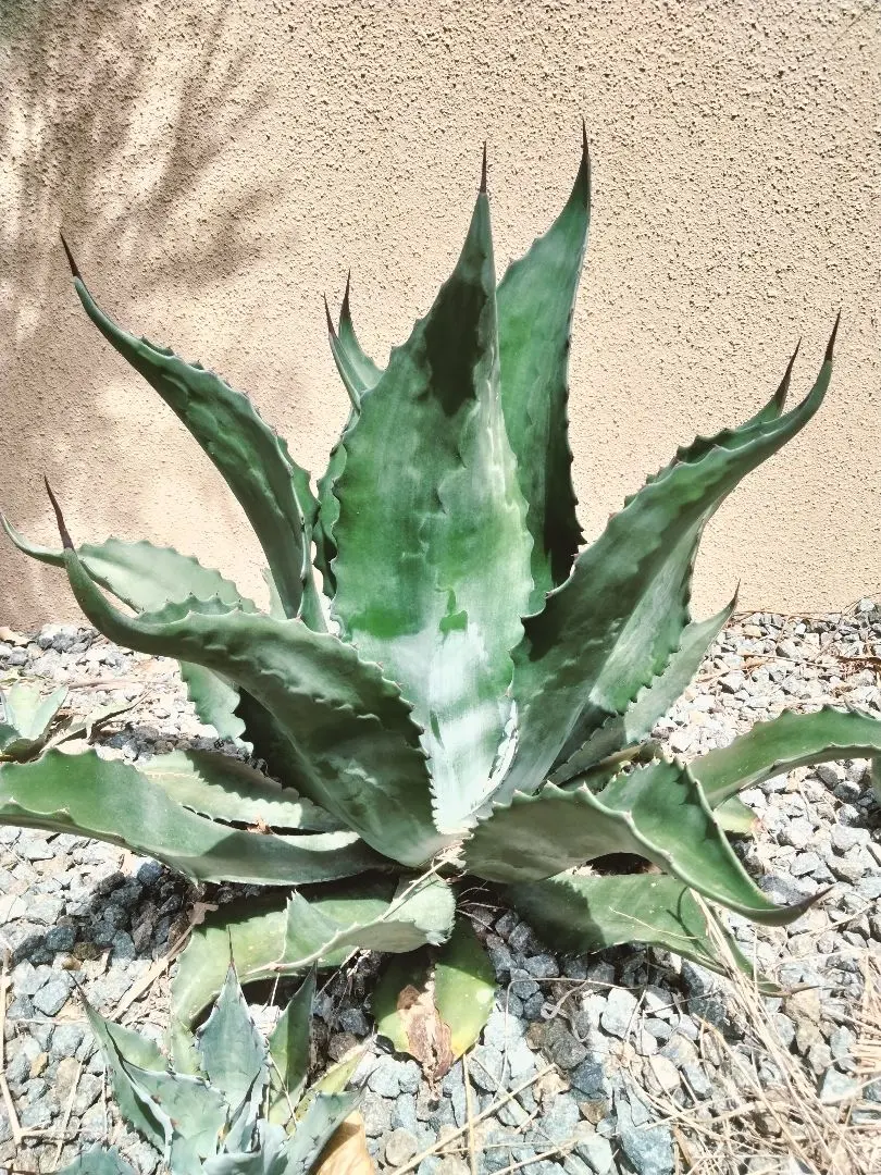 2026年最新】アガベ パリー ハイブリッドの人気アイテム - メルカリ