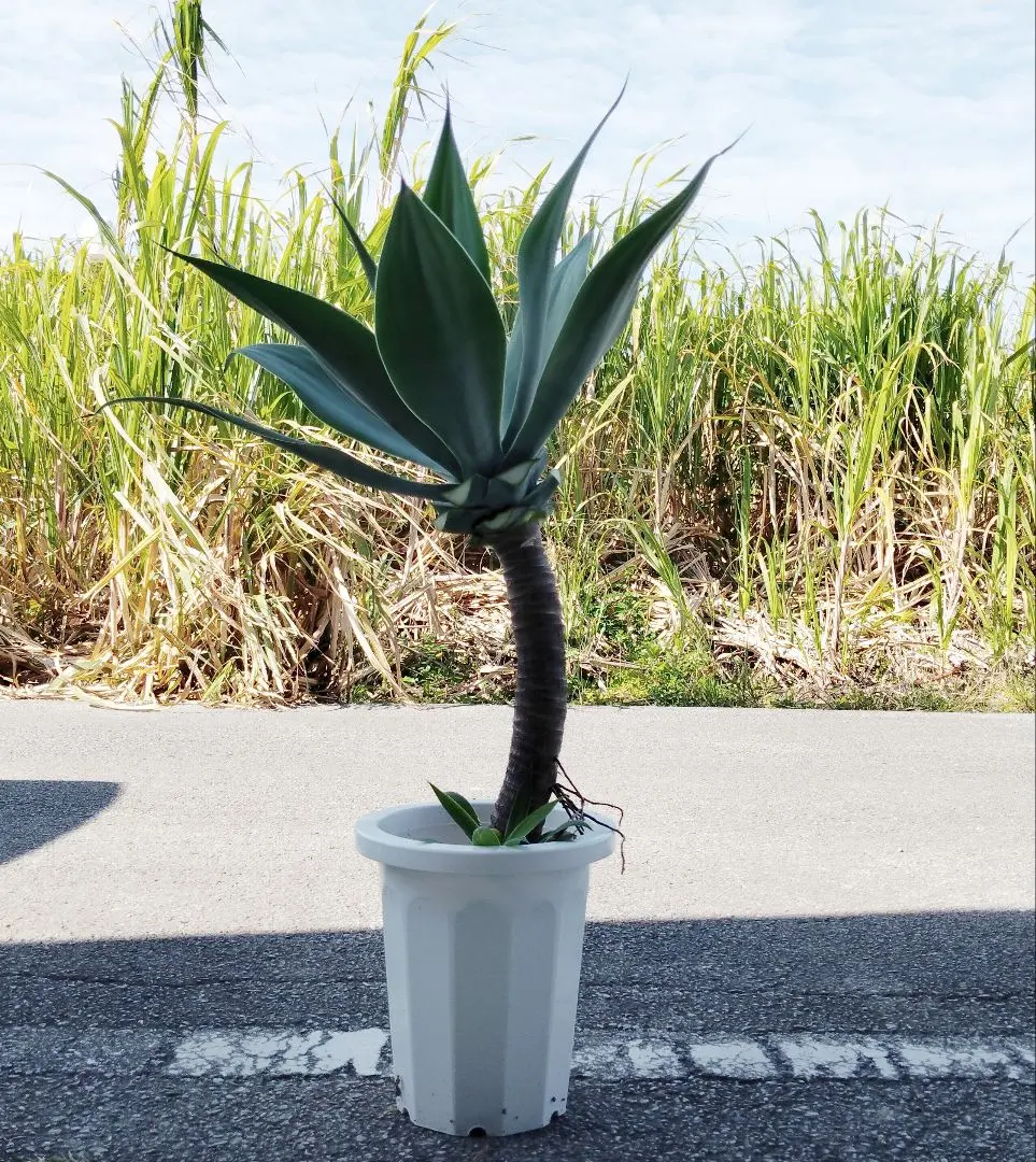 2026年最新】アガベアテナータの人気アイテム - メルカリ