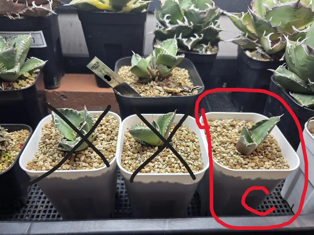 2026年最新】スーパーチタノタ カクタスグリーンの人気アイテム - メルカリ