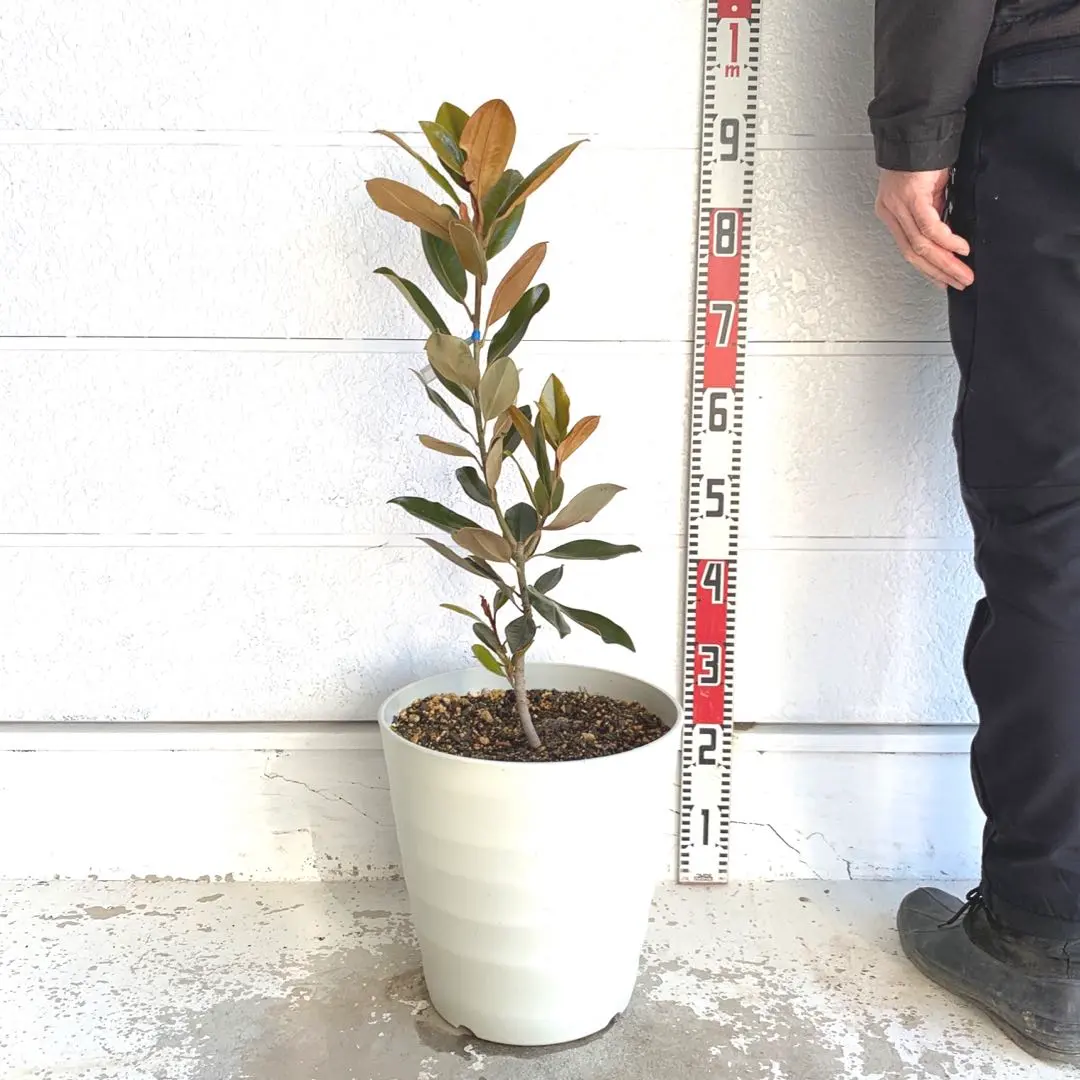 2026年最新】タイサンボク リトルジェム 苗の人気アイテム - メルカリ