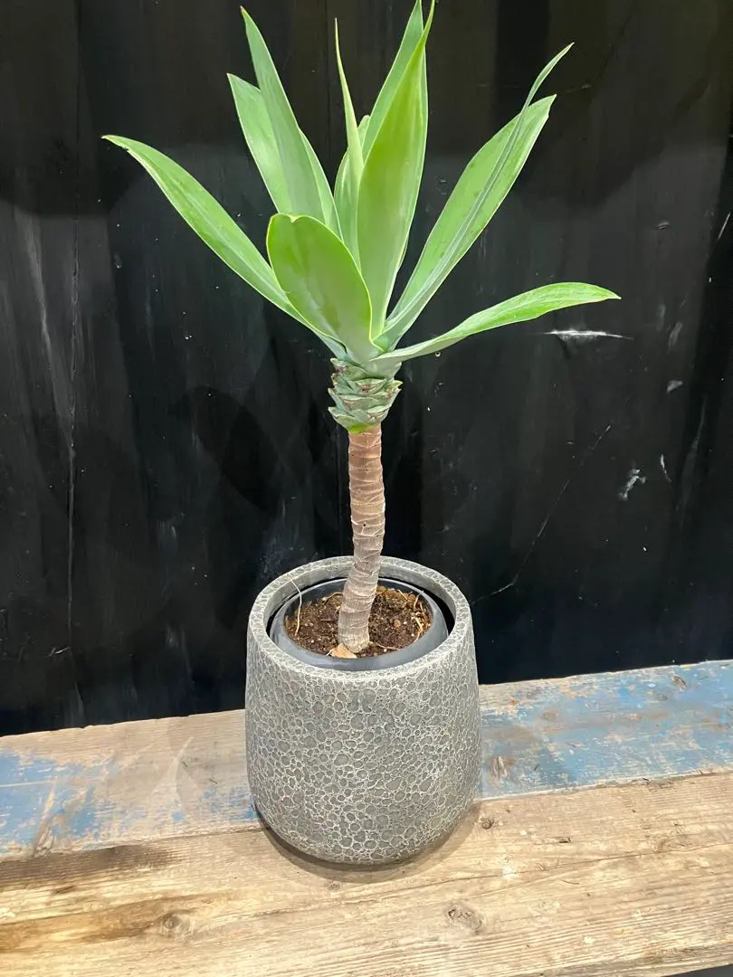 2026年最新】アガベ アテナータ ボーチンブルーの人気アイテム - メルカリ