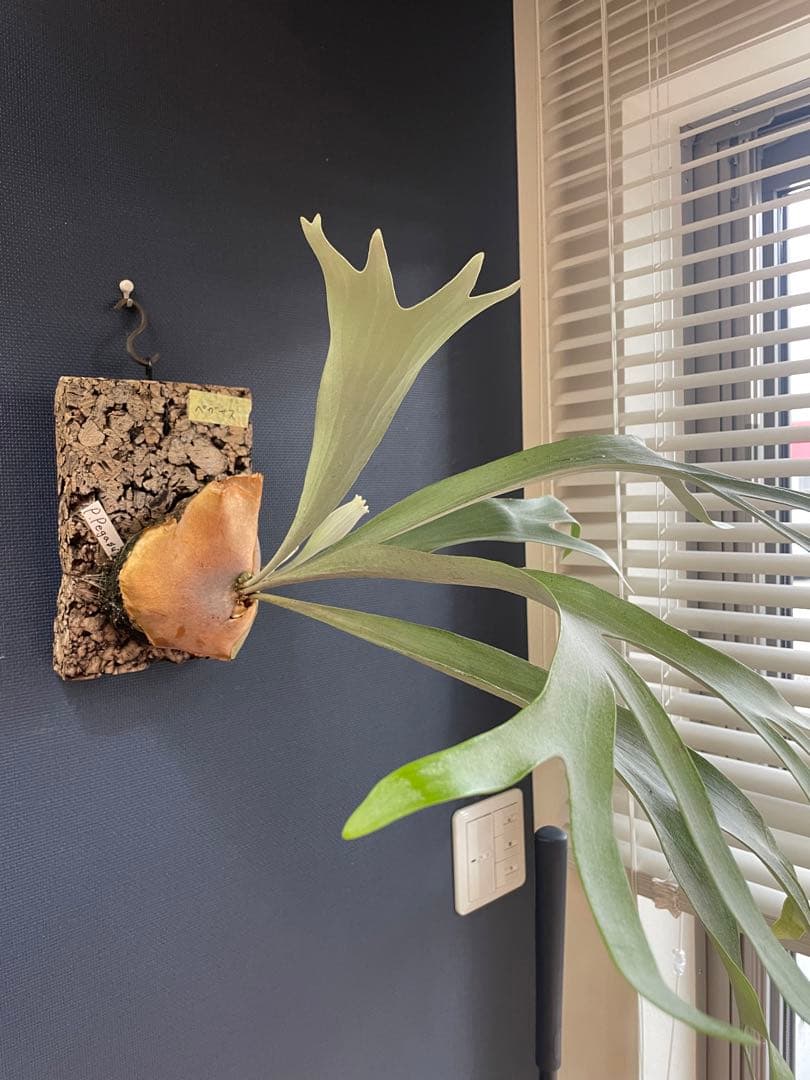 ビカクシダ ペガサス （P.Pegasus）コウモリラン - メルカリ