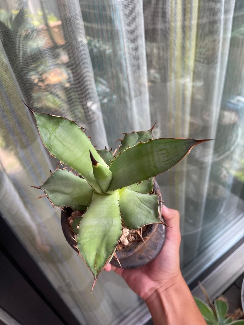 陶器鉢　作家鉢　アガベ　超徒長株付き　ネームド株