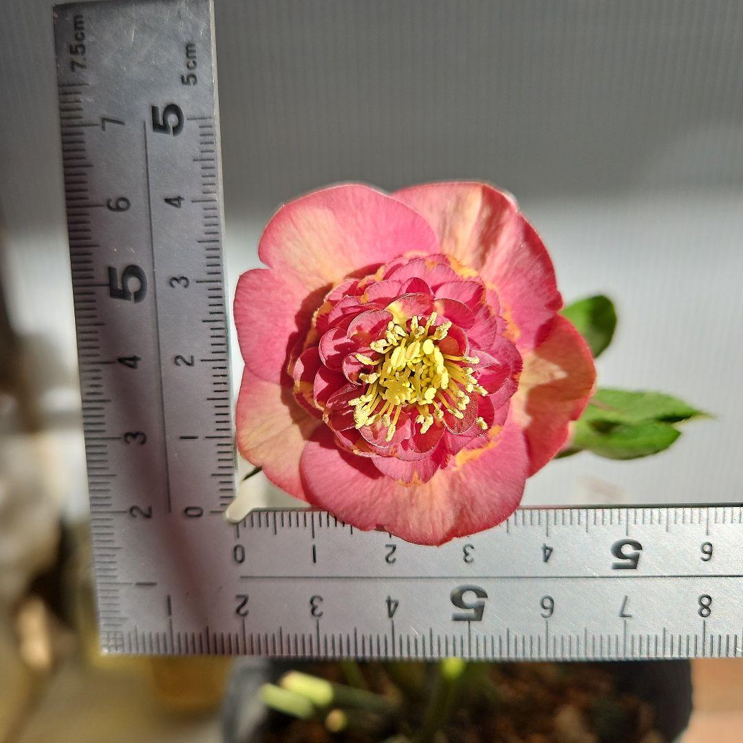 ごまたまご様ご購入苗㉖-248クリスマスローズ