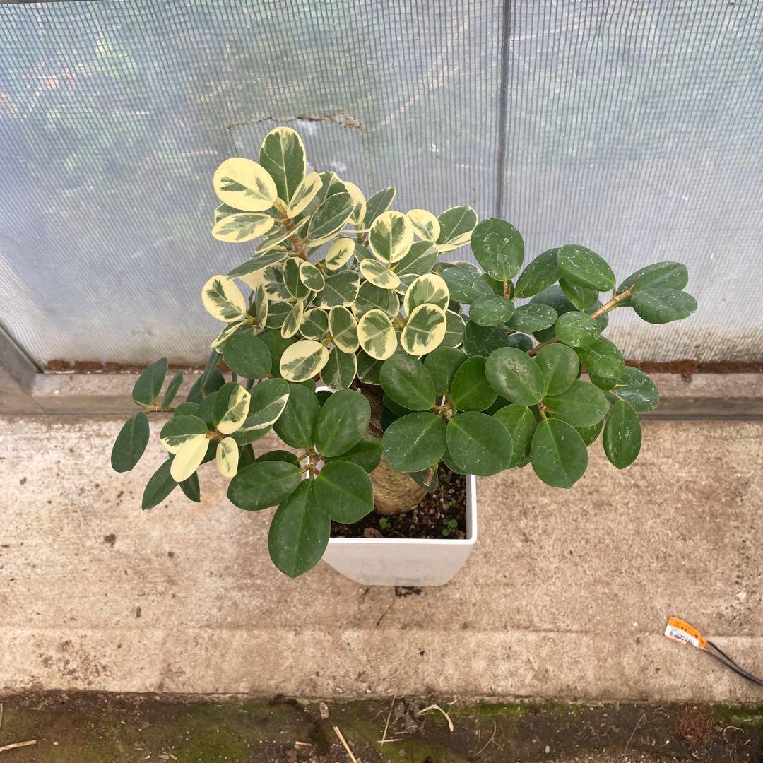 パンダガジュマル 斑入り - メルカリ