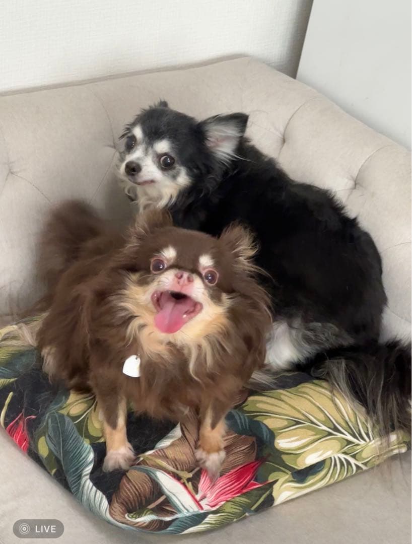 クッションカバー イニシャル アルファベット S