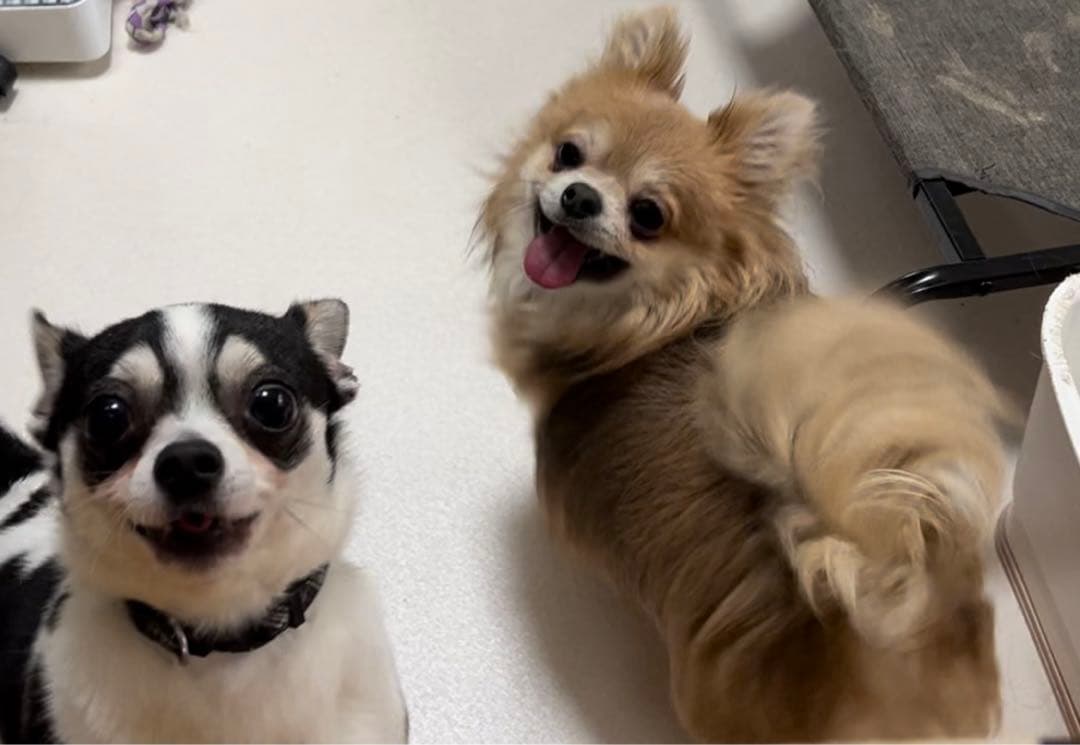 クッションカバー イニシャル アルファベット S