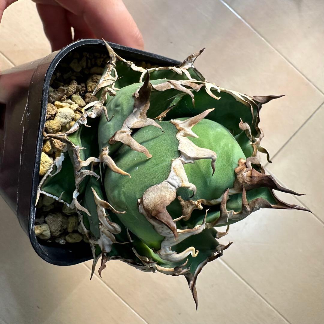 フラワー・ガーデニング Agave titanota caesar