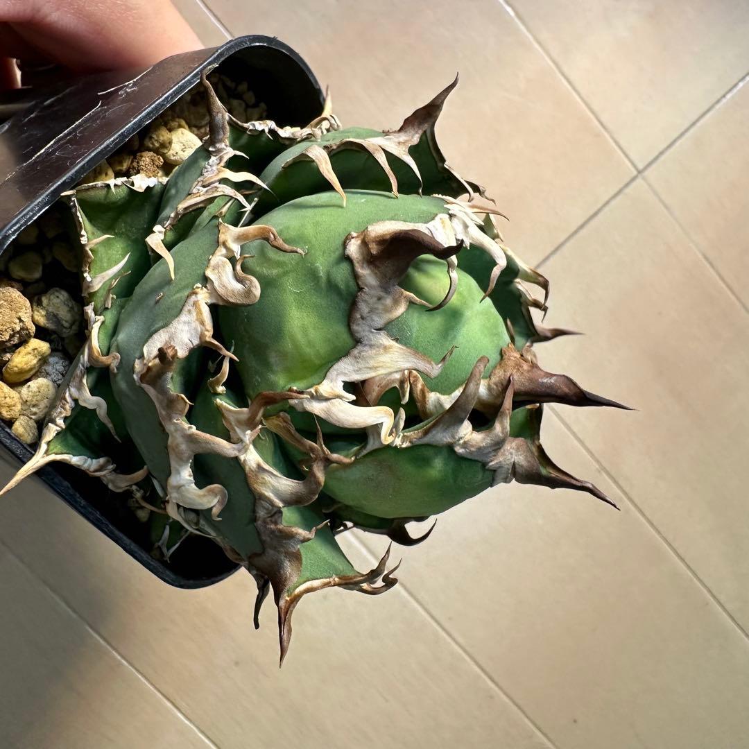 フラワー・ガーデニング Agave titanota caesar