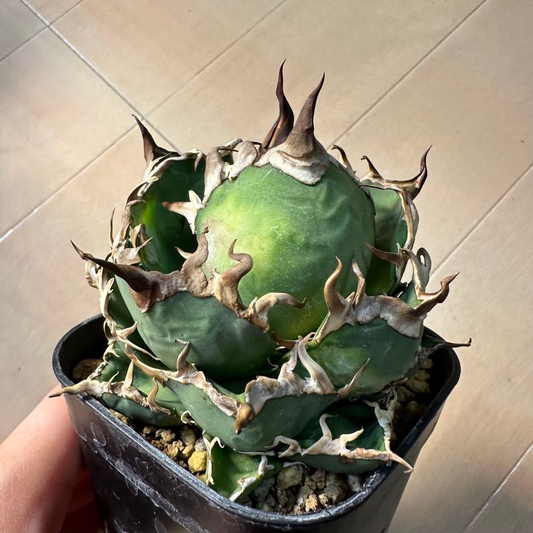 フラワー・ガーデニング Agave titanota caesar