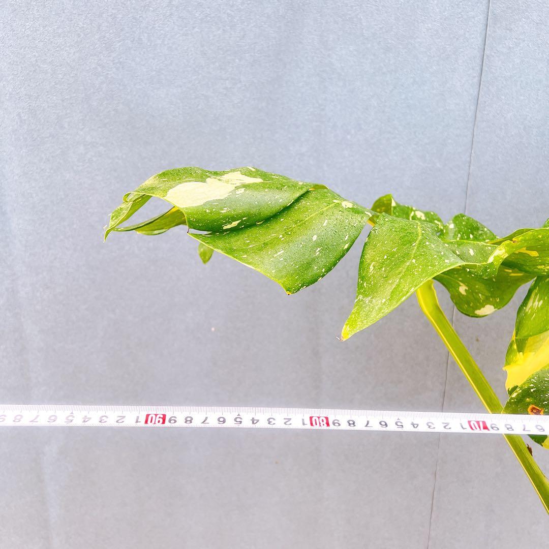 現品　モンステラ　デリシオーサ　斑入り　36番　バリエガータ　希少　観葉植物