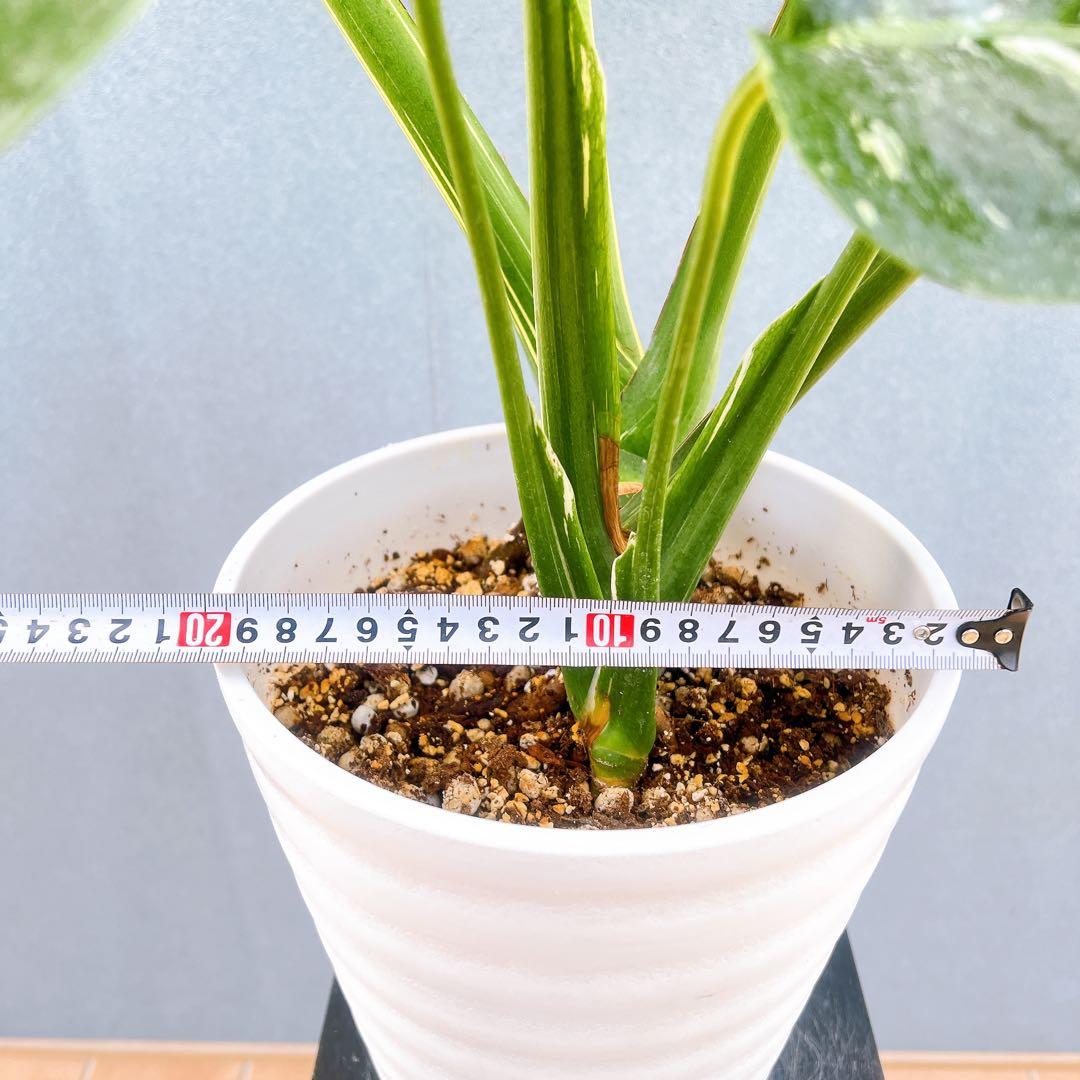 現品　モンステラ　デリシオーサ　斑入り　36番　バリエガータ　希少　観葉植物