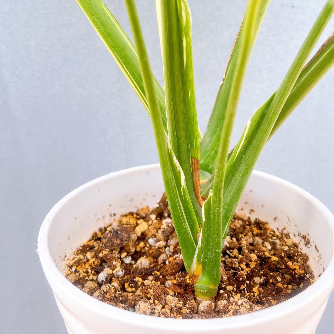 現品　モンステラ　デリシオーサ　斑入り　36番　バリエガータ　希少　観葉植物