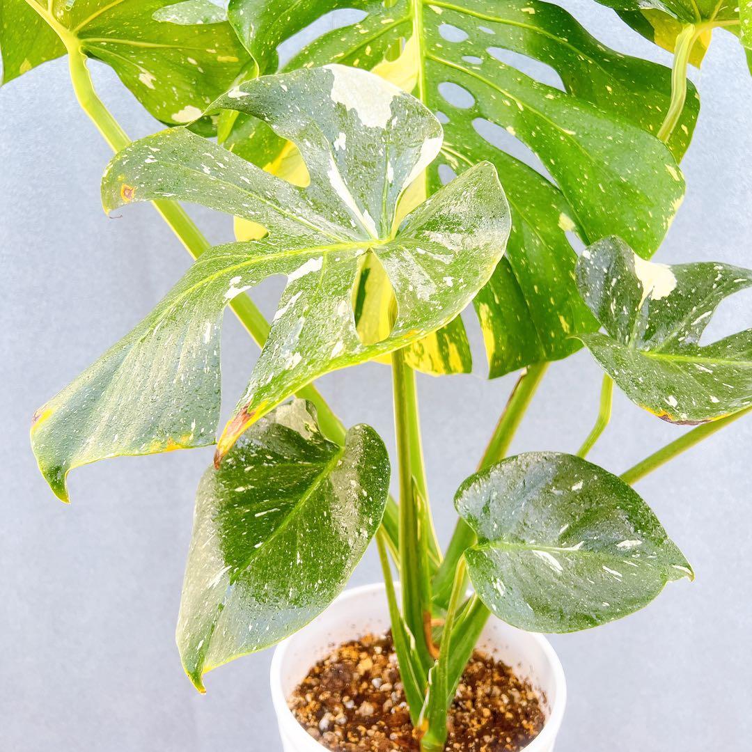 現品　モンステラ　デリシオーサ　斑入り　36番　バリエガータ　希少　観葉植物