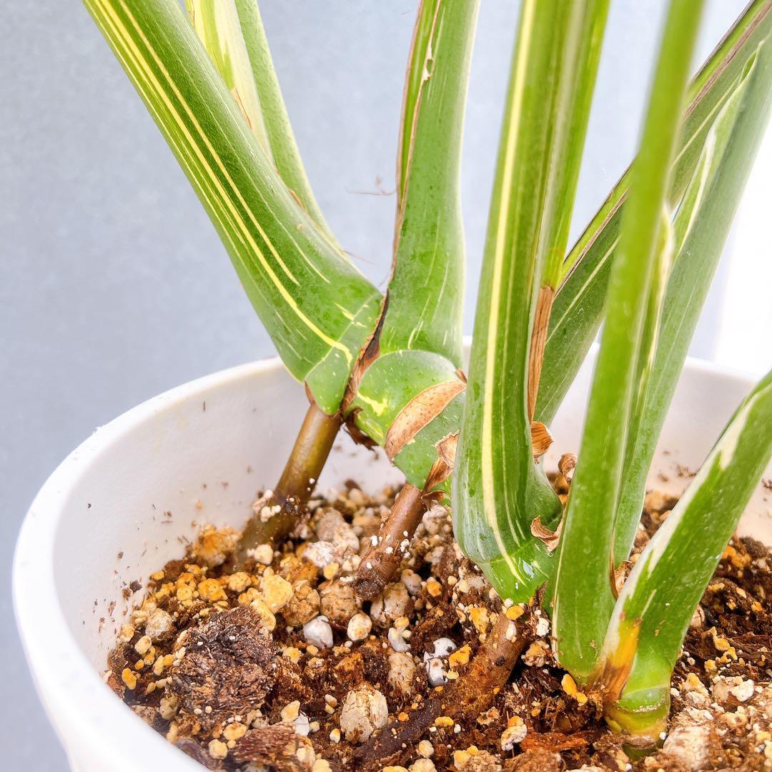 現品　モンステラ　デリシオーサ　斑入り　36番　バリエガータ　希少　観葉植物