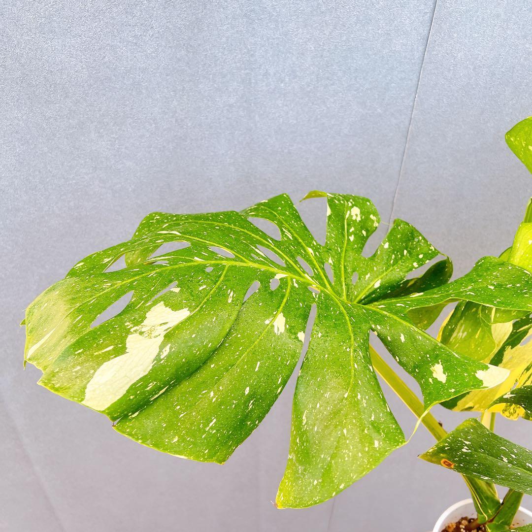 現品　モンステラ　デリシオーサ　斑入り　36番　バリエガータ　希少　観葉植物