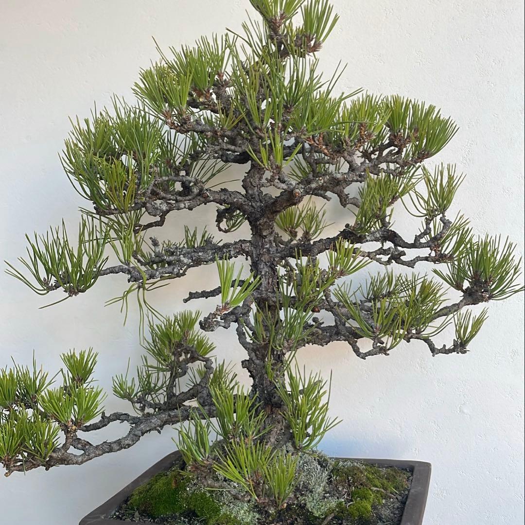 黒松 盆栽｜幹味あり｜陶器鉢付き・一点物
