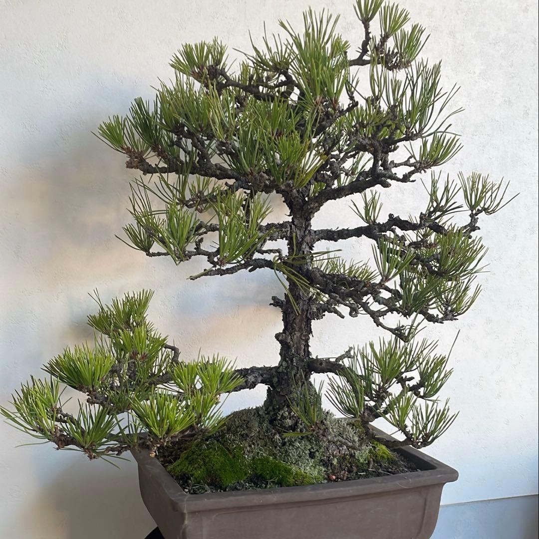 黒松 盆栽｜幹味あり｜陶器鉢付き・一点物