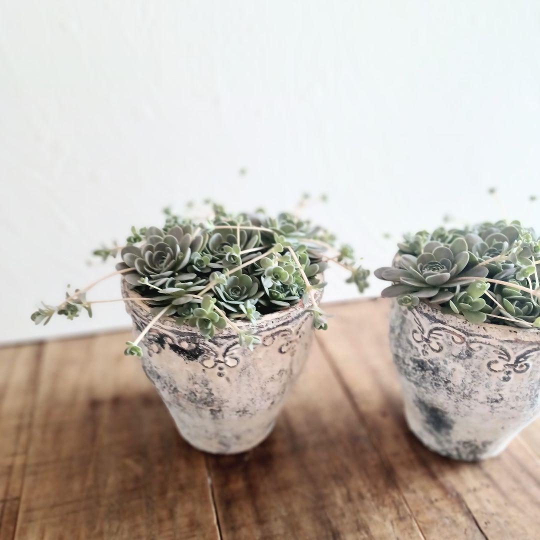 コベントガーデン 鉢植え 1セット 子持ち蓮華 多肉植物