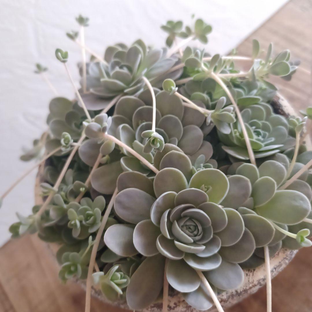 コベントガーデン 鉢植え 1セット 子持ち蓮華 多肉植物