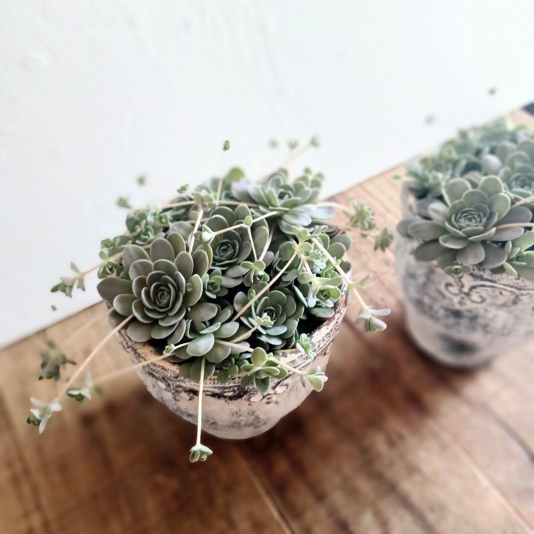 コベントガーデン 鉢植え 1セット 子持ち蓮華 多肉植物