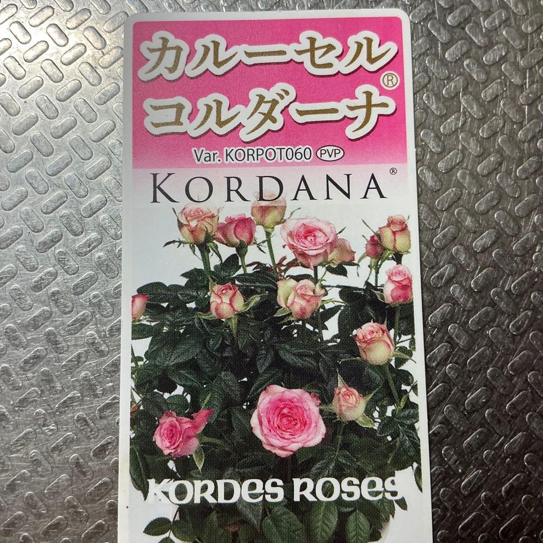 ミニバラ　カルーセルコルダーナ