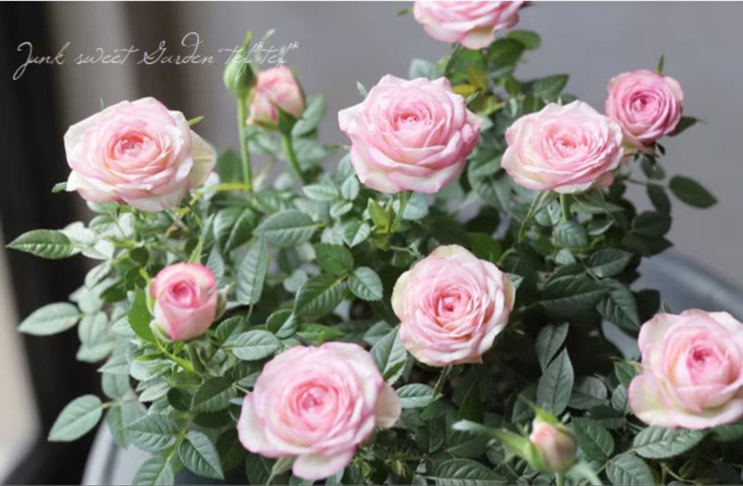 ミニバラ　カルーセルコルダーナ