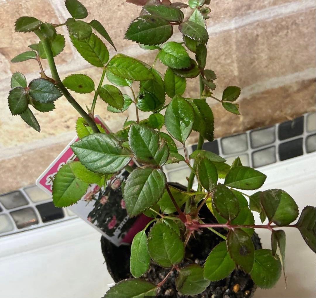 ミニバラ　カルーセルコルダーナ