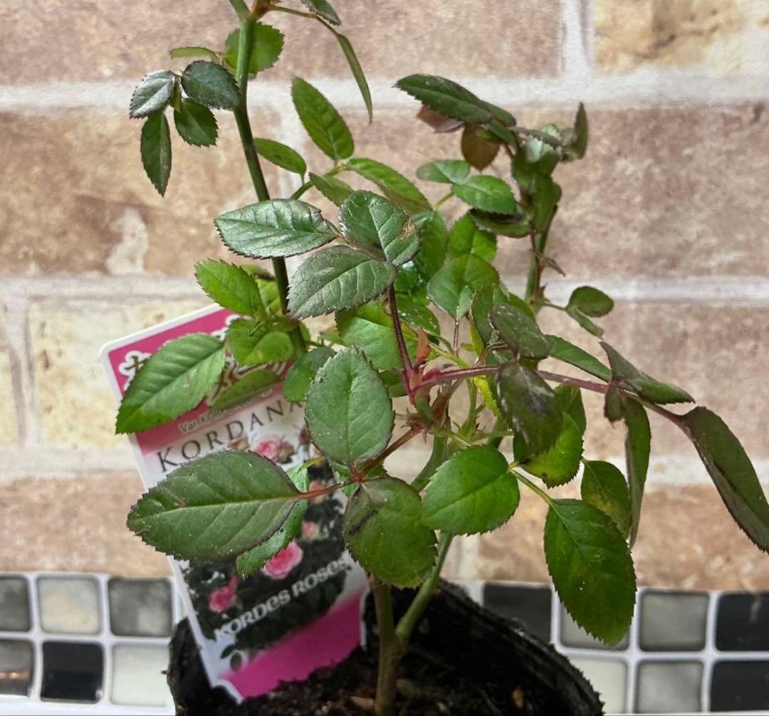 ミニバラ　カルーセルコルダーナ