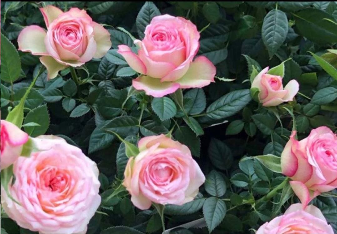 ミニバラ　カルーセルコルダーナ