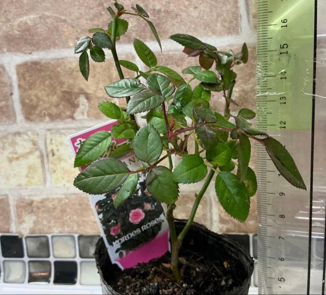 ミニバラ　カルーセルコルダーナ