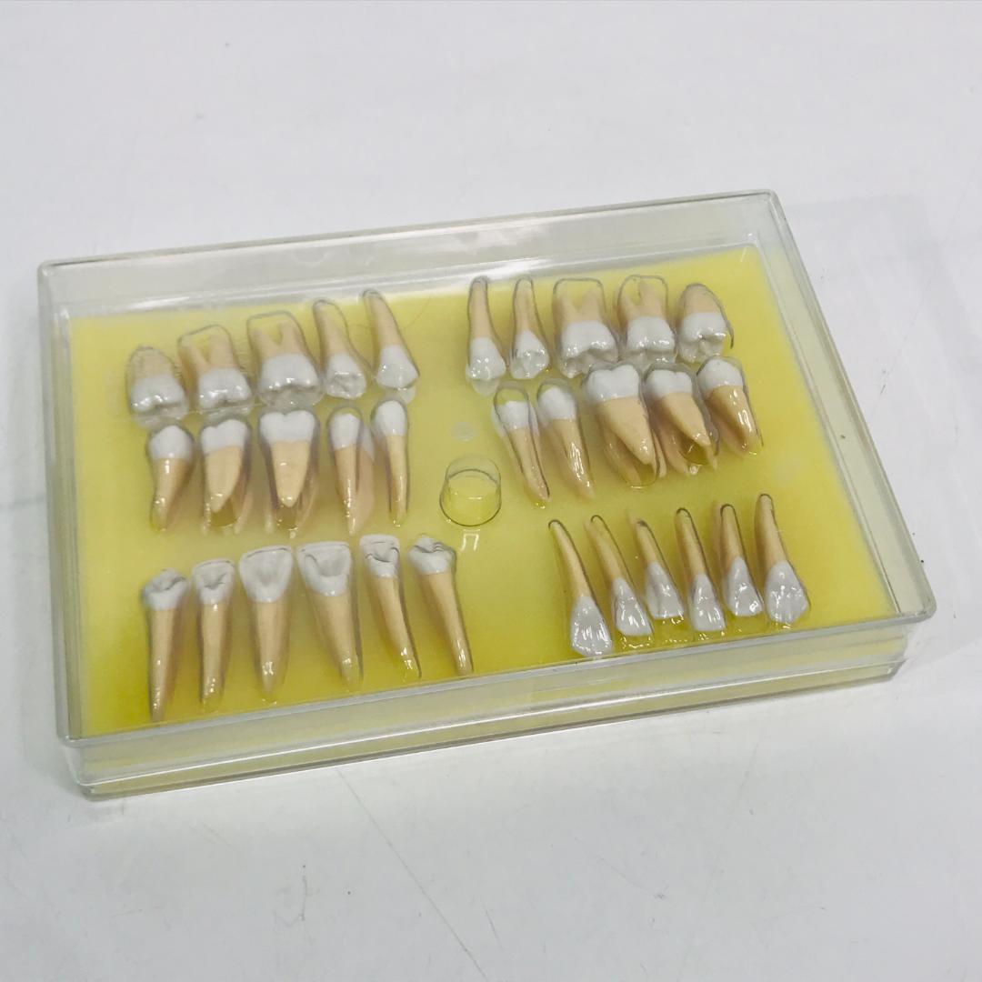 【匿名配送、送料無料】2.5倍大複製根模型歯 [B10-330]