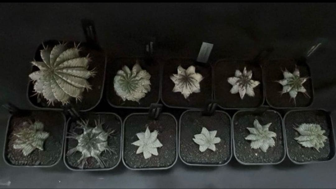 佐*太様 ユーフォルビアホリダ 勝岡アルバ 純血統 極上 雌株 カキ子SSSラン