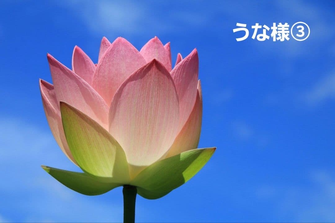 うな様パネル生地ご確認ページ③