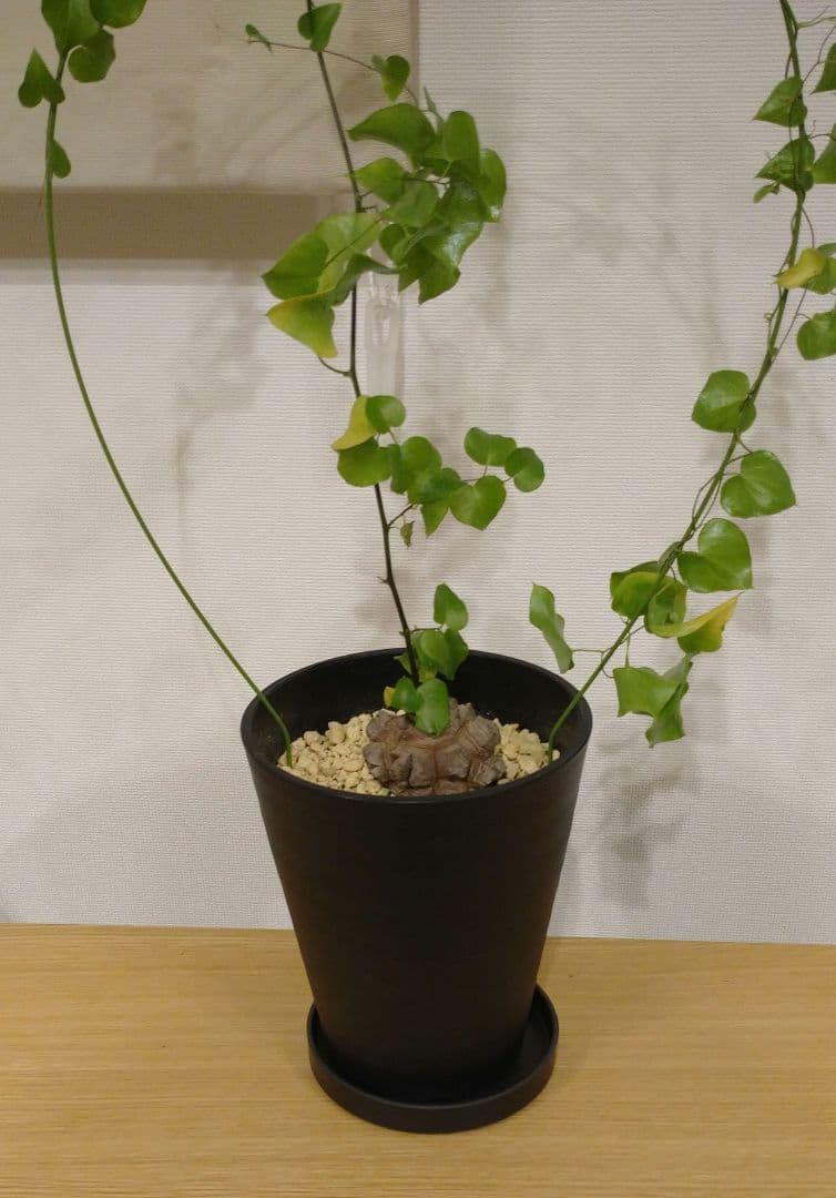 亀甲竜 バキボコ割れ 美株 ディオスコレア 塊根植物