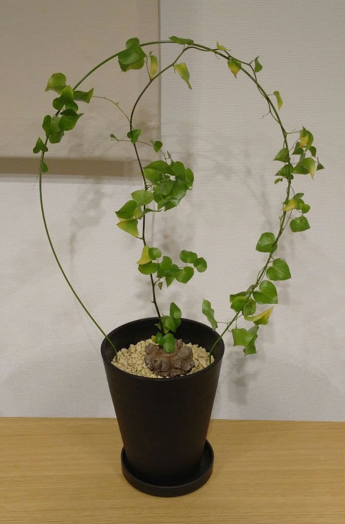 亀甲竜 バキボコ割れ 美株 ディオスコレア 塊根植物