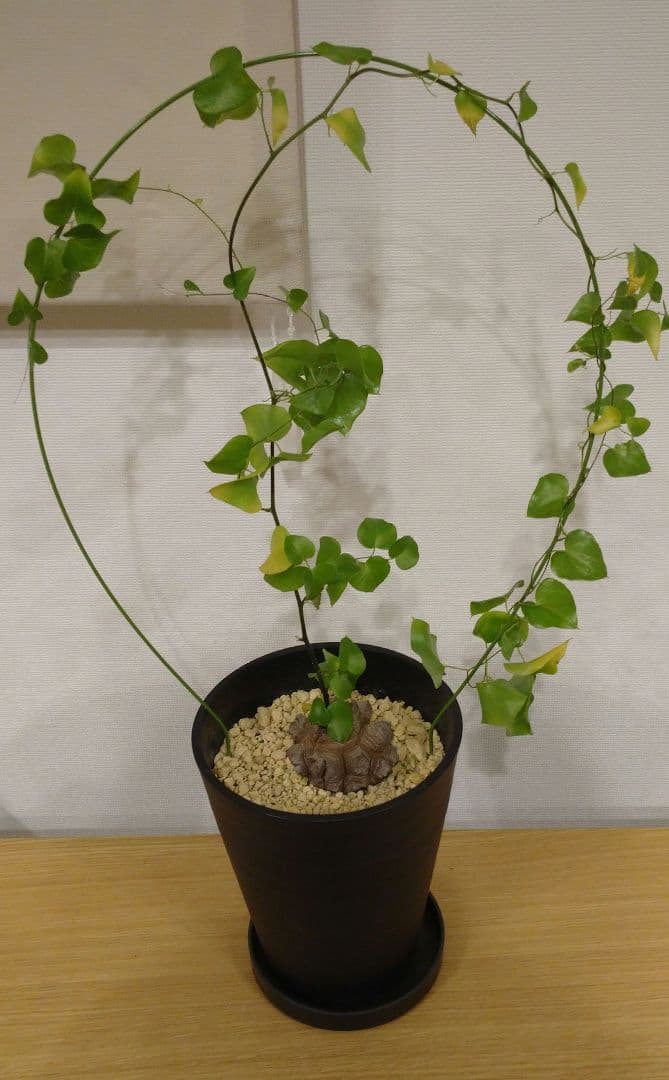 亀甲竜 バキボコ割れ 美株 ディオスコレア 塊根植物