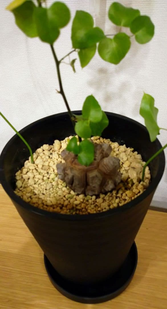 亀甲竜 バキボコ割れ 美株 ディオスコレア 塊根植物