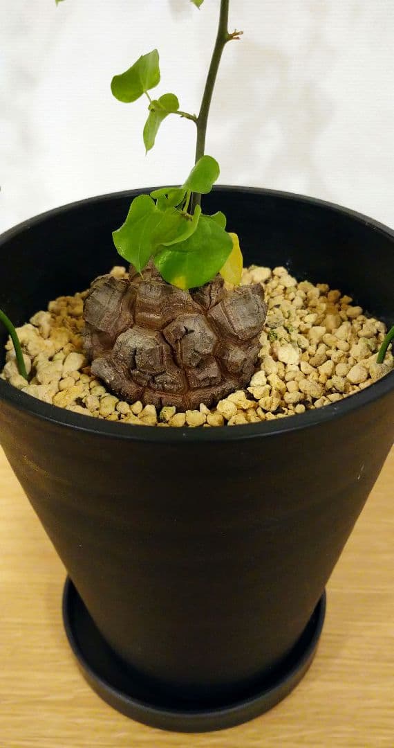 亀甲竜 バキボコ割れ 美株 ディオスコレア 塊根植物