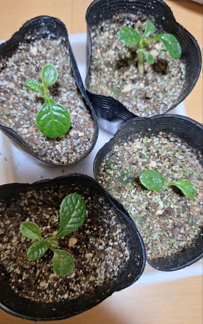 ドルステニアギガス　⭐実生