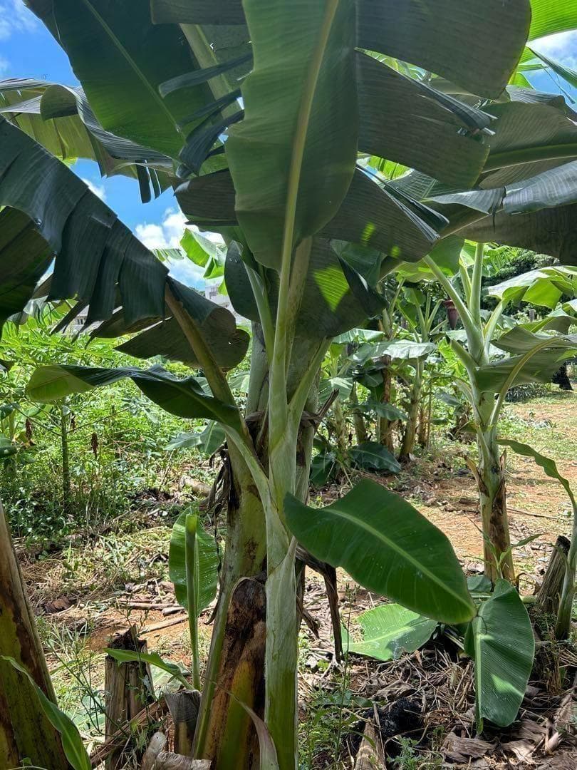 200㎝★幻の、ゴールデンブラジル。バナナ苗★耐寒強く低木.早生で収穫早い優良種