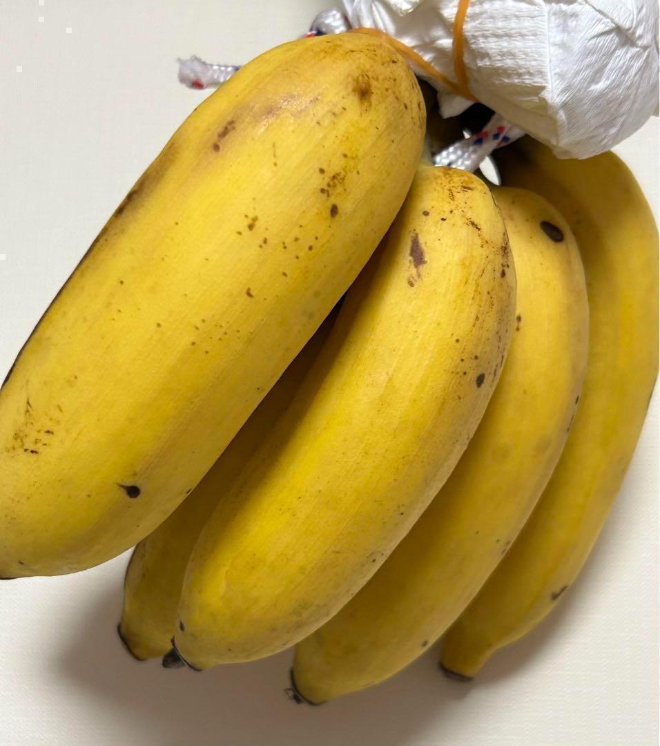 200㎝★幻の、ゴールデンブラジル。バナナ苗★耐寒強く低木.早生で収穫早い優良種