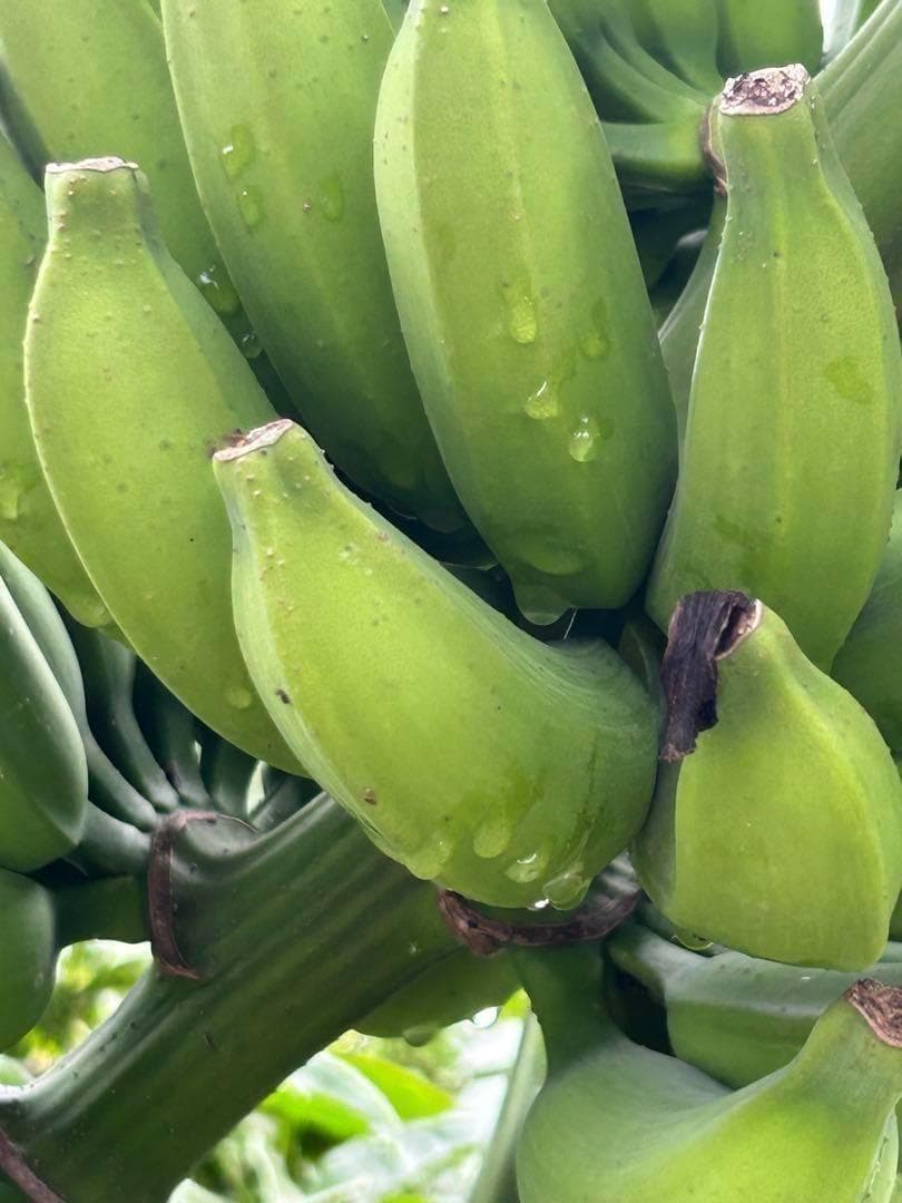 200㎝★幻の、ゴールデンブラジル。バナナ苗★耐寒強く低木.早生で収穫早い優良種