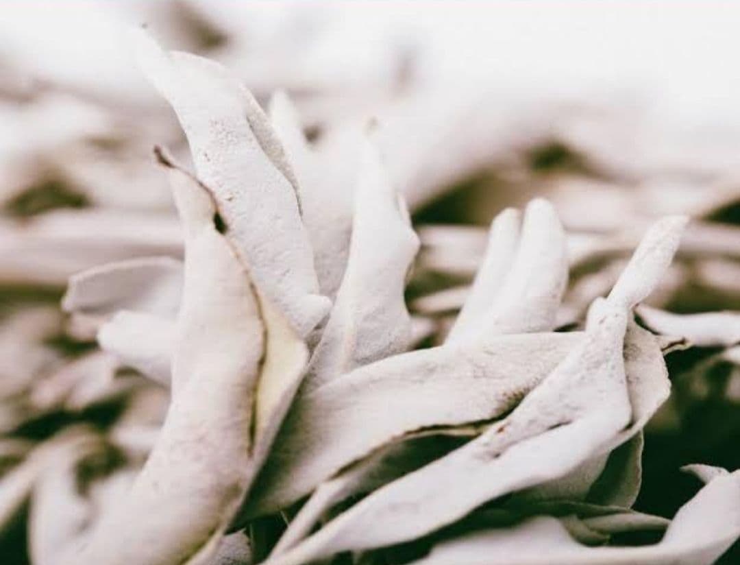 業務用価額☆無農薬アウトレットリーフホワイトセージ1KG箱入りお香浄化